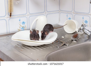 Two Black Rats(Rattus Norvegicus), Dirty White Plates And  Cups On A Sink In An Apartment House In A Kitchen. Fight With Vermins, Rodents In An Apartment Concept. Extermination.