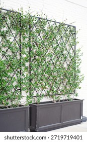 Two black rectangular planters sit beneath matching trellises on white brick wall, hosting vigorous green vines. Mirrored arrangement showcases efficient vertical gardening in tight urban spaces. USA