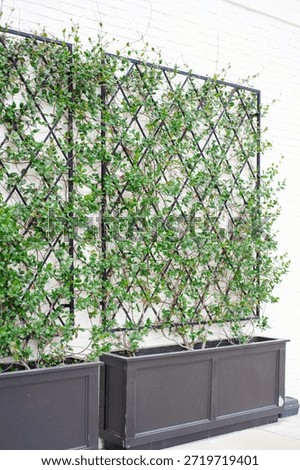 Two black rectangular planters sit beneath matching trellises on white brick wall, hosting vigorous green vines. Mirrored arrangement showcases efficient vertical gardening in tight urban spaces. USA