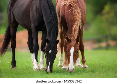 two black and red brown horses graze together in a field in the summer
 - Powered by Shutterstock