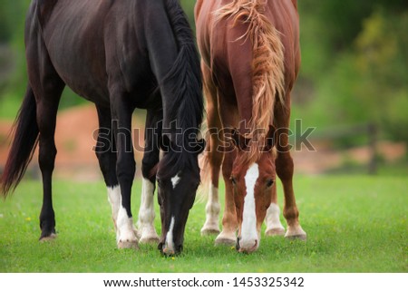 two black and red brown horses graze together in a field in the summer

