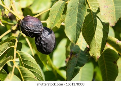 Two Black Ripened Walnuts On A Branch With Leaves