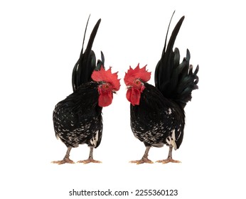 two black rooster isolated on white background