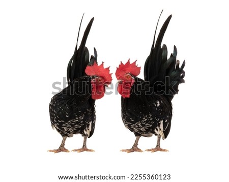 two black rooster isolated on white background