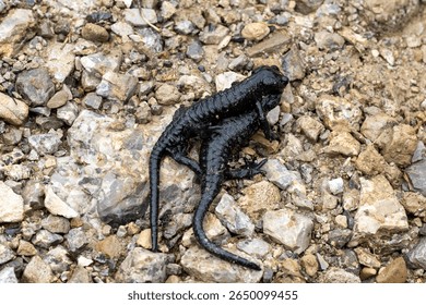 Two black Salamanders mating on rocky underground in the alps mountains