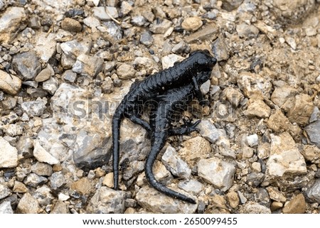 Two black Salamanders mating on rocky underground in the alps mountains