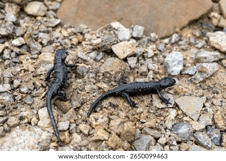 Two black Salamanders walking on rocky surface in alpine mountains
