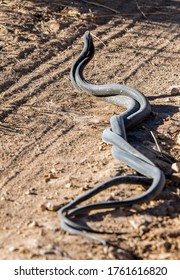 Two Black Snakes Mating On The Road