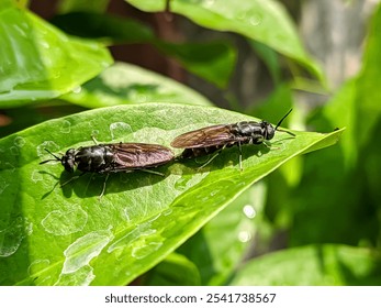 two black soldier fly on a green leaf mating - Powered by Shutterstock