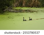 Two black swans on Torrens River covered with moss