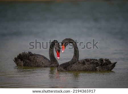 Two black swans in the pond