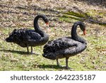 Two black swans at Southwicks Zoo in Mendon, MA