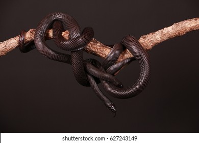 Two Black Viper Are Intertwined On A Limb