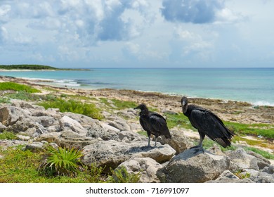 Two Black Vultures On The Seashore With A Blue Sky. Cozumel, Mexico.