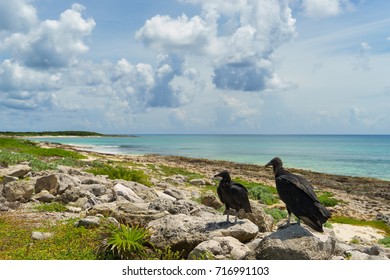 Two Black Vultures On The Seashore With A Blue Sky. Cozumel, Mexico.