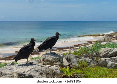 Two Black Vultures On The Seashore With A Blue Sky. Cozumel, Mexico.