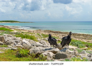 Two Black Vultures On The Seashore With A Blue Sky. Cozumel, Mexico.