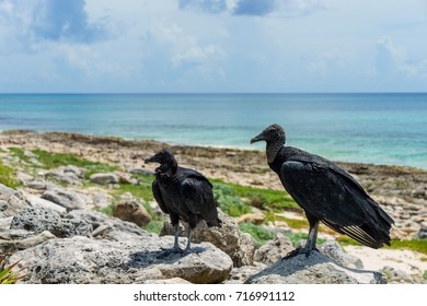 Two Black Vultures On The Seashore With A Blue Sky. Cozumel, Mexico.