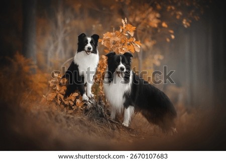 Two black and white Border Collie dogs are posing in a wood during Autumn. One sits on a tree trunk covered with leaves and the other stands in front. Both dogs are looking toward the viewer