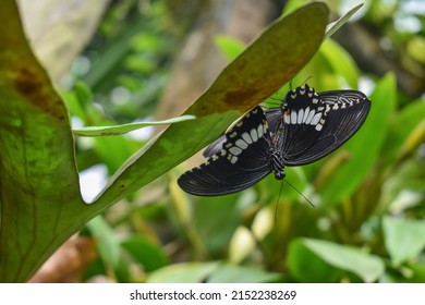 Two black and white butterflies sitting on a leaf of an exotic plant