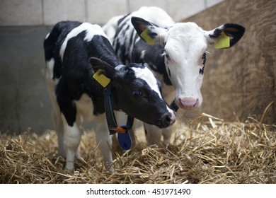 two black and white calfs stand close together in straw of barn