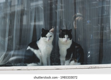 two black and white cats on the window  - Powered by Shutterstock