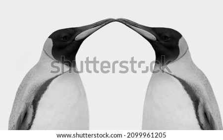 Two Black And White Couple Penguin Isolated On The White Background