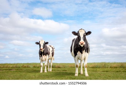 Two black and white cows, frisian holstein, standing in a pasture under a blue sky and a faraway straight horizon.