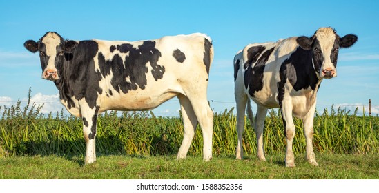 Two black and white cows, frisian holstein, standing in a pasture under a blue sky and a straight horizon.