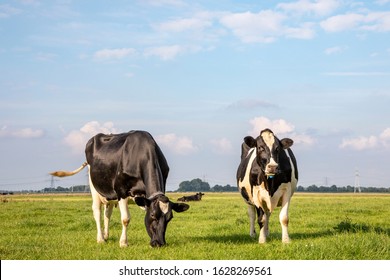 Two black and white cows, frisian holstein, standing in a pasture under a blue sky and a straight horizon. - Powered by Shutterstock