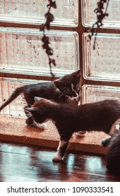 two black and white  kittens are playing near the window