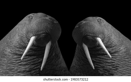 Two Black And White Pacific Walrus Face