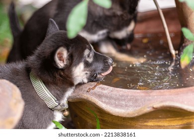 Two Black And White Puppies Are Drinking Water From Large Flower Pot. Shallow Depth Of Field. Focus On Nearest Puppy. Horizontal.