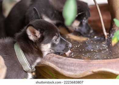 Two Black And White Puppies Are Drinking Water From Large Flower Pot. Shallow Depth Of Field. Focus On Nearest Puppy. Horizontal Photo.