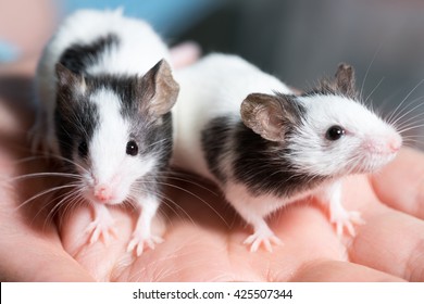 free pet rats
