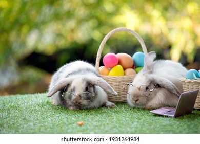 Two Black And White Young Adorable Bunny With Glasses Sitting On Grass Field With Easter Egg In Basket And Laptop Together. Cute Baby Netherlands Dwaf And Holland Lops Rabbit For Easter Celebration