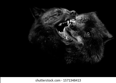 3,275 Wolves fighting Images, Stock Photos & Vectors | Shutterstock