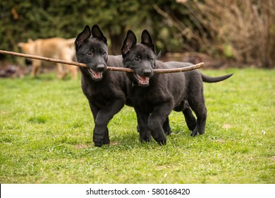 black german shepherd 2 months