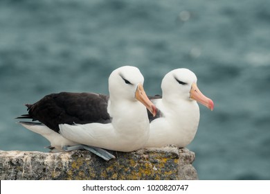 Two Black-browed Albatross Perched Together On A Rock Overlooking The Ocean On West Point Island, Falkland Islands