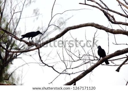 Two blackcrows sitting on the dead tree trunk at the forest with white sky background at dusk 
