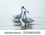 two Black-faced spoonbills in the water