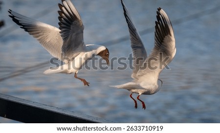 Two black-headed gulls captured mid-flight in near-synchronized motion above a calm water background. Both birds display outstretched wings and red legs, creating a dynamic and balanced wildlife scene