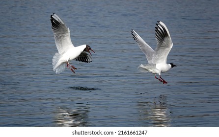 Two Blackheaded Gulls Flying Together Low Stock Photo 2161661247 ...