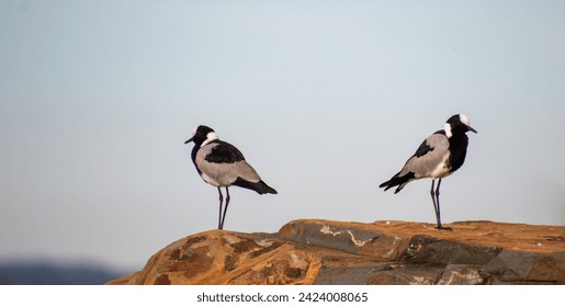 Two blacksmith lapwings isolated standing on top of a large rock looking out over the African landscape