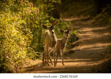 Two Black-Tail deer walking down a trail together.