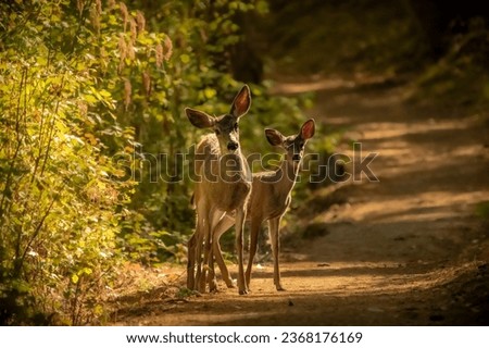 Two Black-Tail deer walking down a trail together.