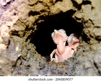 Two Blind Baby Birds Peeking From Nest Hole