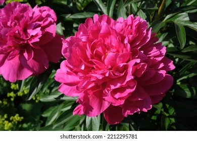 Two Bloomed Large Burgundy Peonies On A Blurry Garden Background 