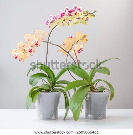 Two blooming orchids in pots