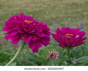 Two blooms appear together in this frame, one larger and closer to the lens, the other slightly smaller and positioned further back among additional foliage. Both share the same rich magenta coloring, though subtle differences in petal density and openness distinguish them as individual specimens rather than duplicates. A hint of another bloom's pale edge appears faintly in the background, suggesting a fuller bed extending beyond the frame. This paired composition adds a sense of natural garden context missing from the more isolated single-bloom shots elsewhere in the set.